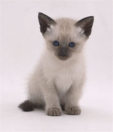 Siamese Kitten This Is Just Like My New Kitten I Have Never Seen A