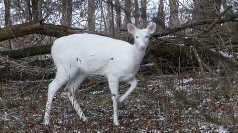 Albino Doe Whitetail Deer In Michigan Youtube