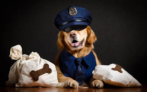 Fondos De Pantalla 1920x1200 Perro Golden Retriever Sombrero De Policía