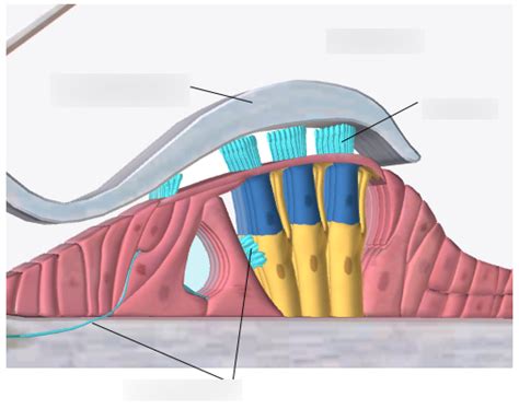 Cross Section Of Organ Of Corti Within The Cochlear Duct Diagram Quizlet