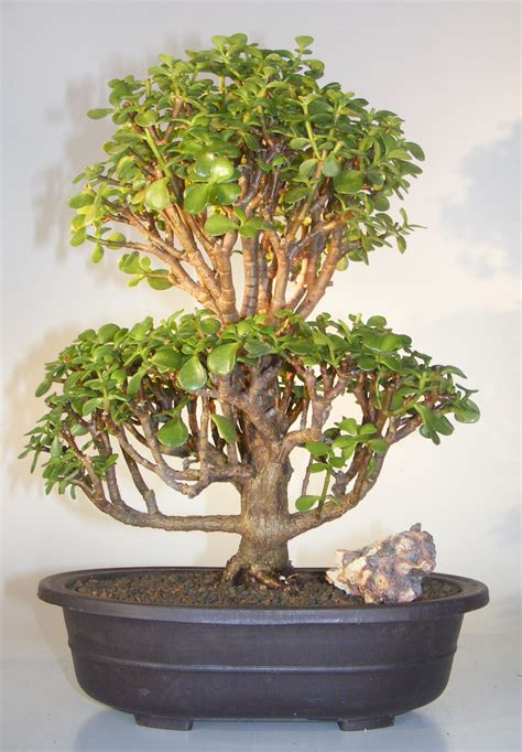 Baby Jade Bonsai Treeportulacaria Afra