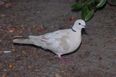 Zoology Species Of This White Dove Biology Stack Exchange
