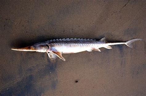Ohio river fish | Flickr - Photo Sharing!