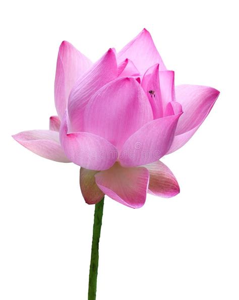 Close Up Pink Lotus Flower High Resolution Isolated On White Background