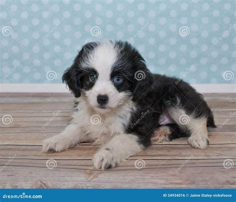 Cute Little Black And White Puppy Stock Photo Image Of Adorable Eyes