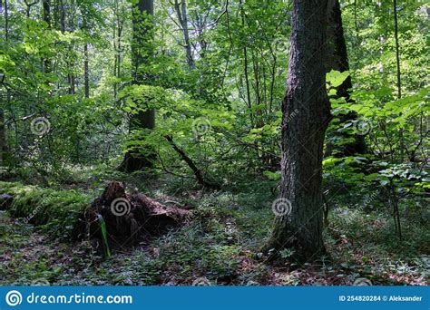 Summertime Deciduous Stand With Old Broken Spruces Stock Photo Image