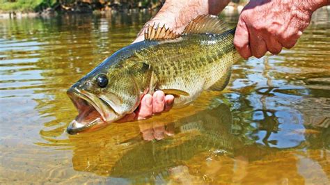 How To Catch Largemouth Bass Complete Guide