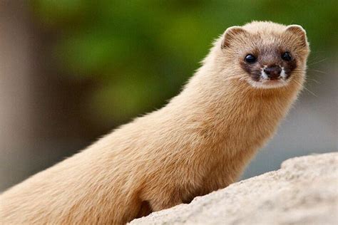 5 Cute And Unique Animals In Korea That You Need To Know