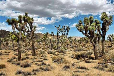 Национальный парк дерева Иешуа пустыня Мохаве Калифорния США