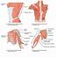 Muscles Of The Shoulder And Upper Arm  Online Medical Library
