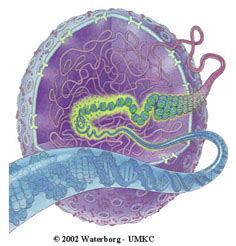 It surrounds the cytoplasm of plant and animal cells , cell membrane is a fluid structure similar to a layer of oil because the phospholipids forming it are a fluid substance , it is a thin membrane consisting of nucleoplasm is a transparent gelatinous fluid contains the chromatin. 3dbiology / Animal Cell Graphics