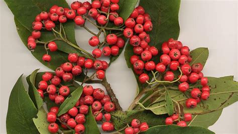 Poisonous Berries Childrens Hospital Of Philadelphia