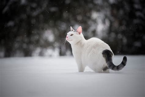 Winter Cat Snow Hd Wallpaper Wallpaperbetter