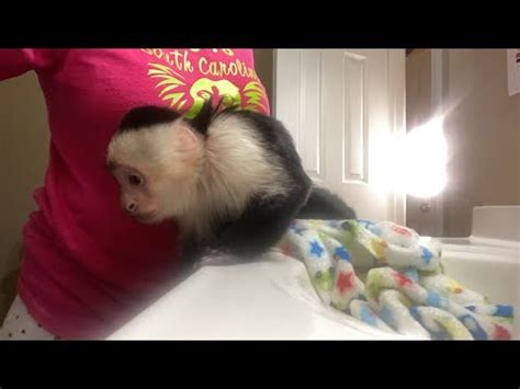 This funny monkey even tries to eat the soap! Capuchin monkey bath live stream - YouTube