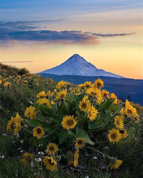 Rowena Crest 🌻 By Rootswalker Visit Oregon Oregon Travel Usa Pictures