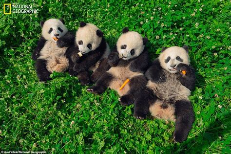 These Six Month Old Panda Cubs Are Photographed Snacking And Playing