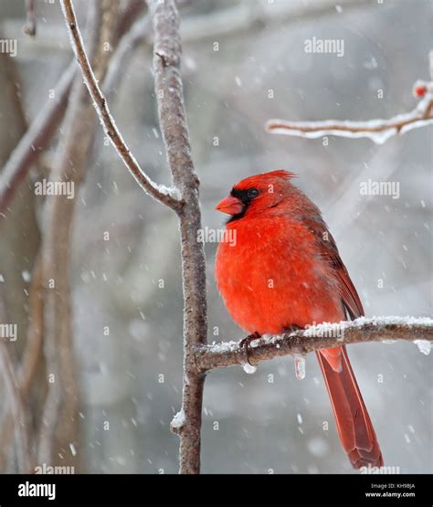 Male Northern Cardinal Cardinalis Cardinalis Perched On A Tree Branch
