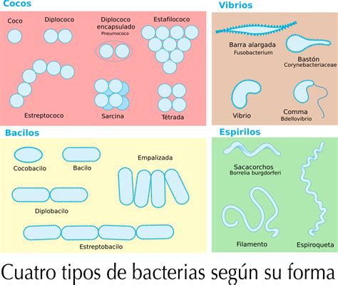 Las Bacterias Concepto Caracteristicas Funciones Y Clasificacion Images