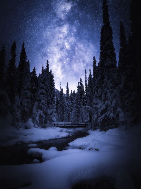 Snow Covered Pine Trees During Nighttime Conceptual Photography Winter