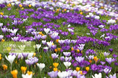 Crocus Meadow In Spr Stock Photo By Jo Whitworth Image 0246048