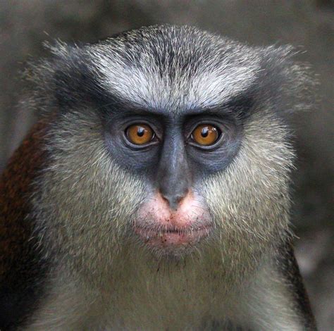 Monkey Faces Give Clues To Species And Individual Identity Wired