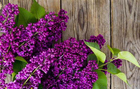 Wallpaper Flowers Branches Wood Flowers Lilac Spring Lilac Images