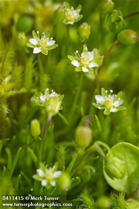 Sagina Saginoides Alpine Pearlwort Wildflowers Of The Pacific Northwest