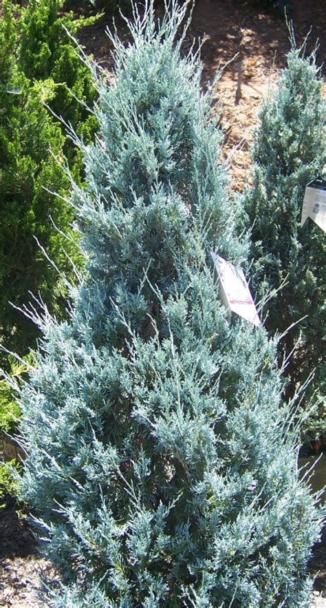 The 2 Minute Gardener Photo Wichita Blue Juniper Juniperus