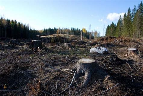 What Is Clearcutting •