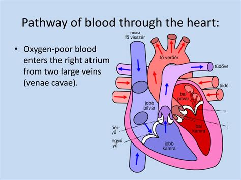 Ppt Chapter 20 Respiratory And Circulatory Systems Powerpoint