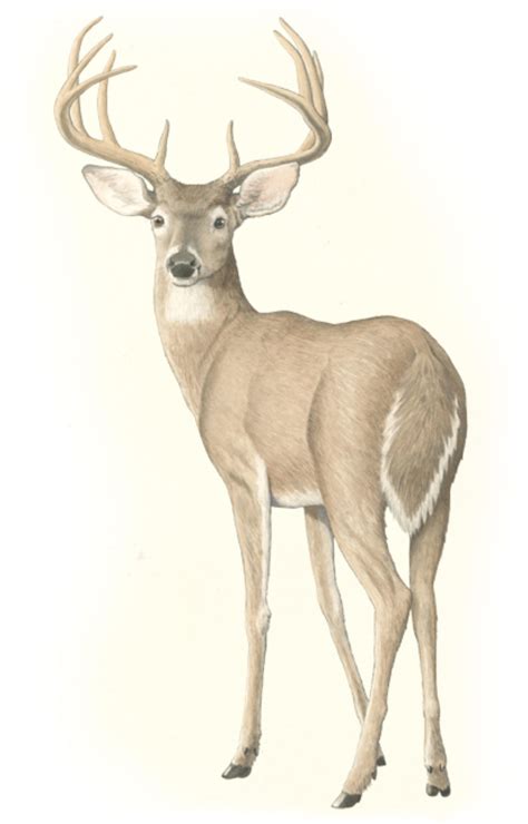 Pin By Clara Porter On Animal Deer Deer Drawing Deer Illustration