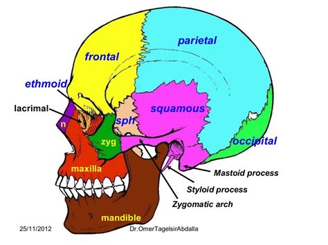 Anatomy Of The Skull
