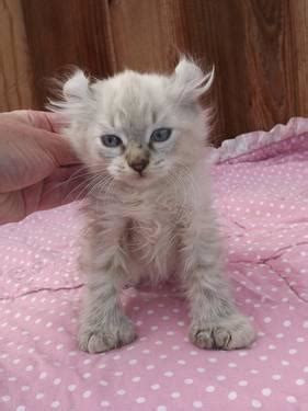 Highland Lynx Male Kittens For Sale In Norco California Classified Americanlisted Com
