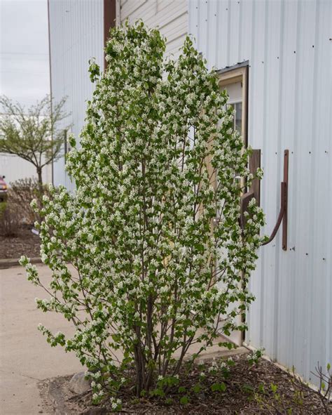 Amelanchier Alnifolia Obelisk Midwest Groundcovers Llc