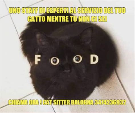 Soggiorno Gatti Dog And Cat Sitter Bologna