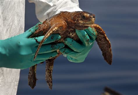 Advances In Assessing Sea Turtles And Marine Mammals During Oil Spills