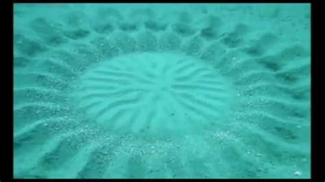 Puffer Fish Makes Sand Art On The Seafloor L Amazing Animals Youtube
