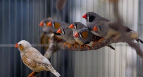 How Zebra Finches Learn To Sing Eurekalert Science News