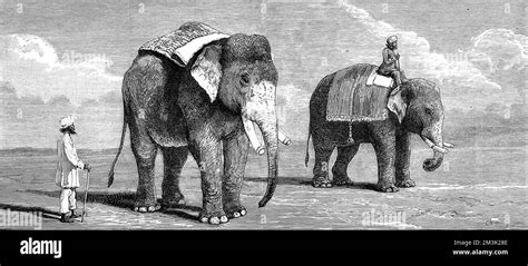 Two Male Indian Elephants Belonging To The Rajah Of Puttiala 1884 The