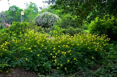 We did not find results for: Texas Perennial Garden - Top Ten Summer Perennials - Lee ...
