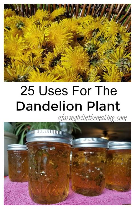 25 Uses For The Dandelion Plant ~ Flower Greens And Root A Farm Girl