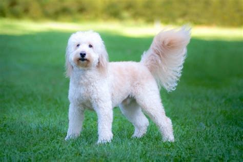 18 Types Of Goldendoodle Colors And Patterns With Pictures Mypetsmart