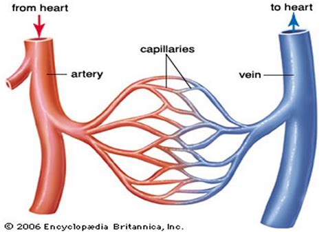 Blood Vessels And The Circulatory System Arteries Veins And Capillaries