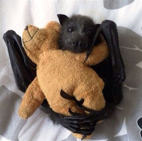 Adorable Bats 17 Reasons Why Theyre The Cutest Animals