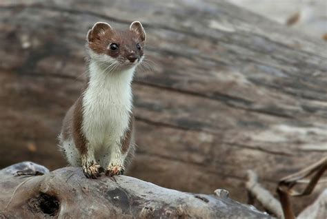 1000 Images About Stoats And Stuff On Pinterest Arctic