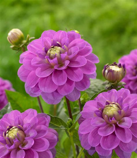 Dahlia Waterlily Serkan Longfield Gardens Pretty Flowers Pictures