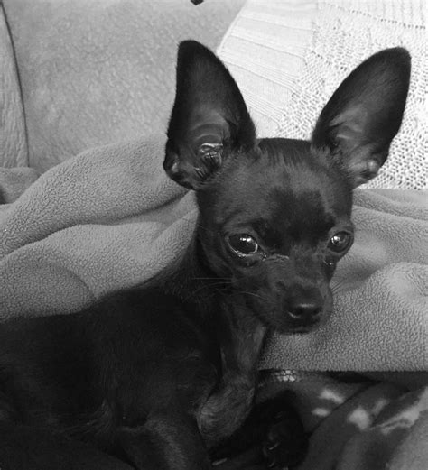 Coco Baby My Beautiful Chihuahua ️ Chihuahua Dogs Chiweenie