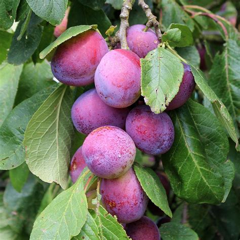 Find the right apple trees for your climate, explore pollinators and more. Prunus Jubilee - Jubilee Plum Tree | Mail Order Trees