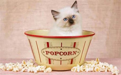 Popcorn is not safe for the kitten at all. Can Cats Eat Popcorn? Is Popcorn Dangerous For Your Kitty?