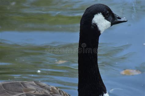 The Long Neck Of A Goose Stock Photo Image Of Brown 144447508